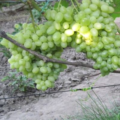 Виноград плодовый Гилиадор