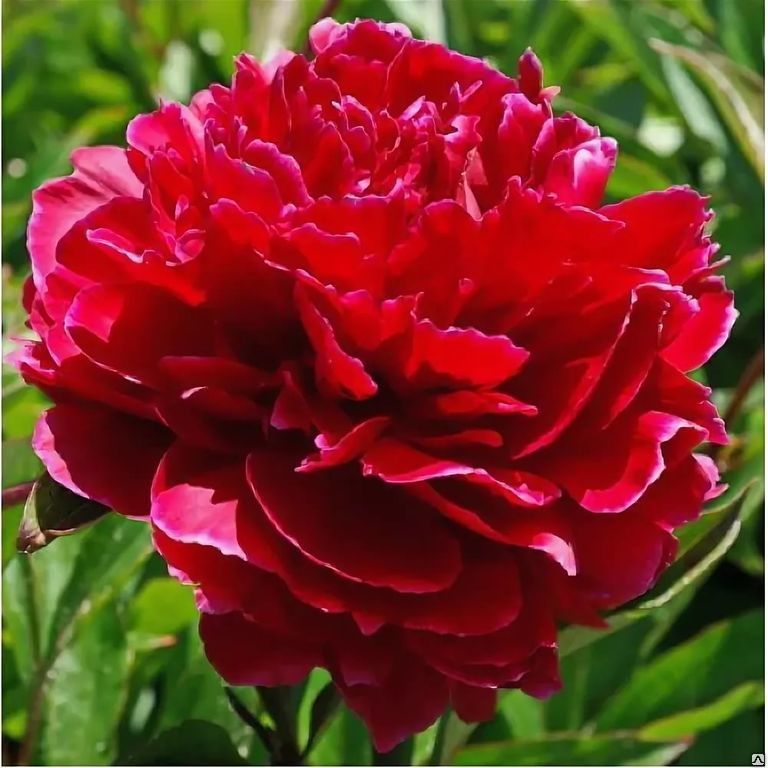 Пион молочноцветковый Red Sarah Bernhardt, Рэд Сара Бернар