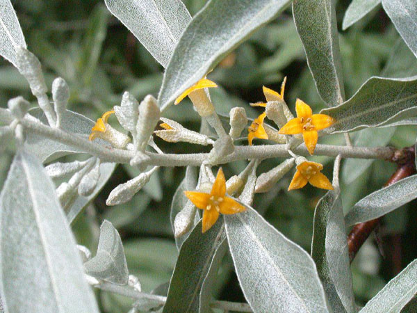 Лох узколистный - Elaeagnus angustifolia