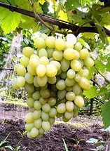 Виноград плодовый Ладанный-2 (желтый)