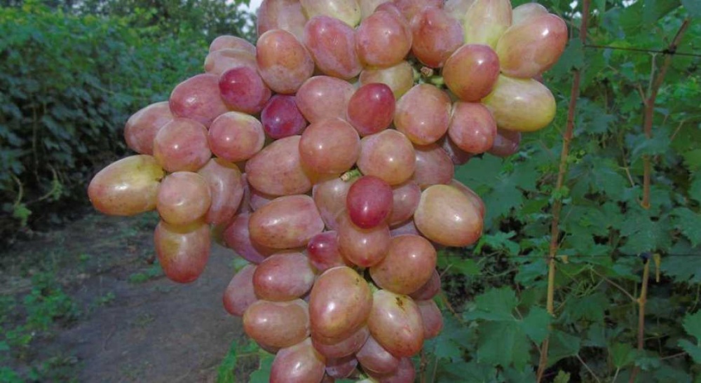 Виноград плодовый Розмус