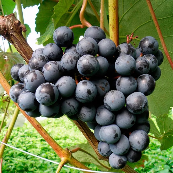 Виноград плодовый Юодупе