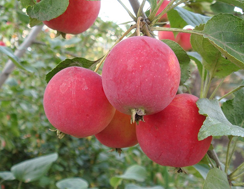 Яблоня домашняя "Горноалтайское"-плод