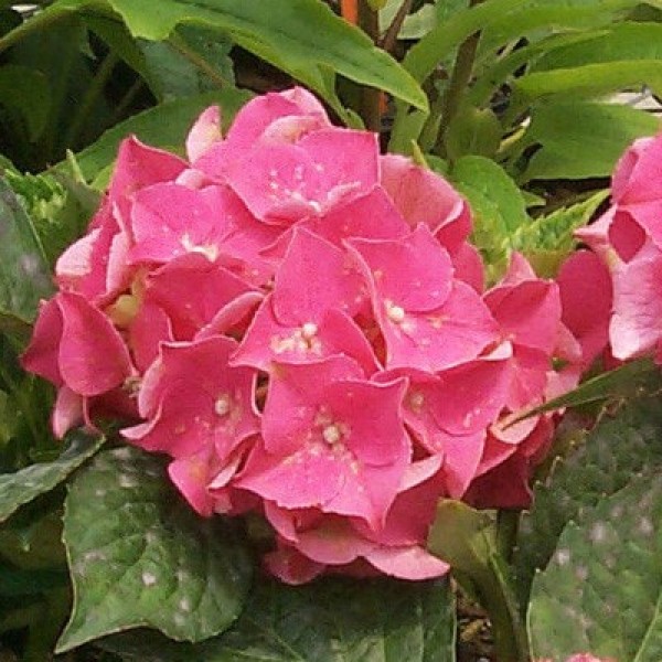 Гортензия крупнолистная "Pink Beauty", Пинк Бьюти, соцветия