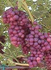 Виноград плодовый Жизель (красный)