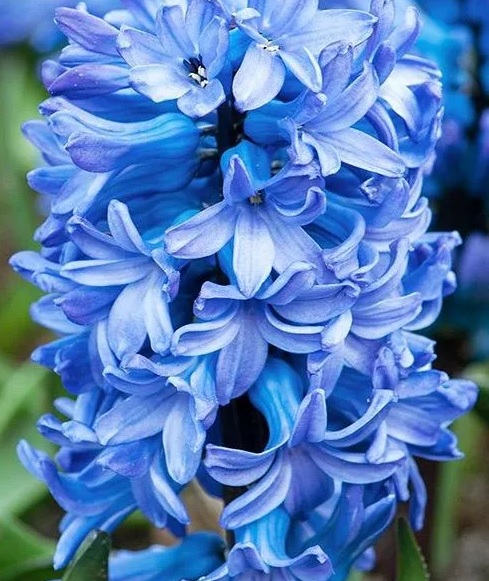 Гиацинт садовый Blue Star,  Блу Стар