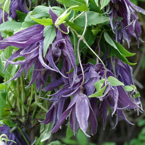 Клематис ботанический Violet Surprise, Виолет Сюрпрайз