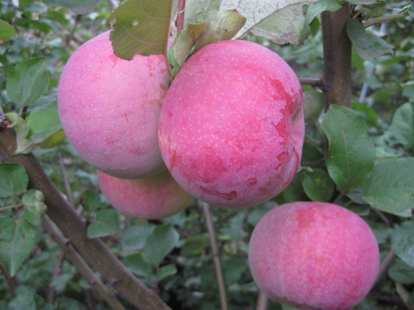 яблоня брянское плод