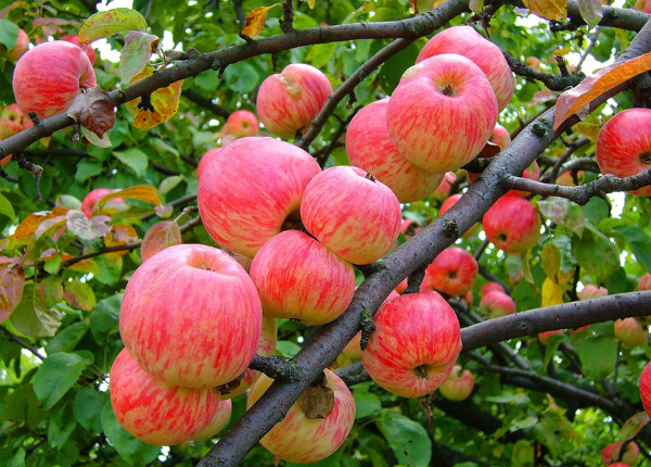 Яблоня коричное полосатое плоды