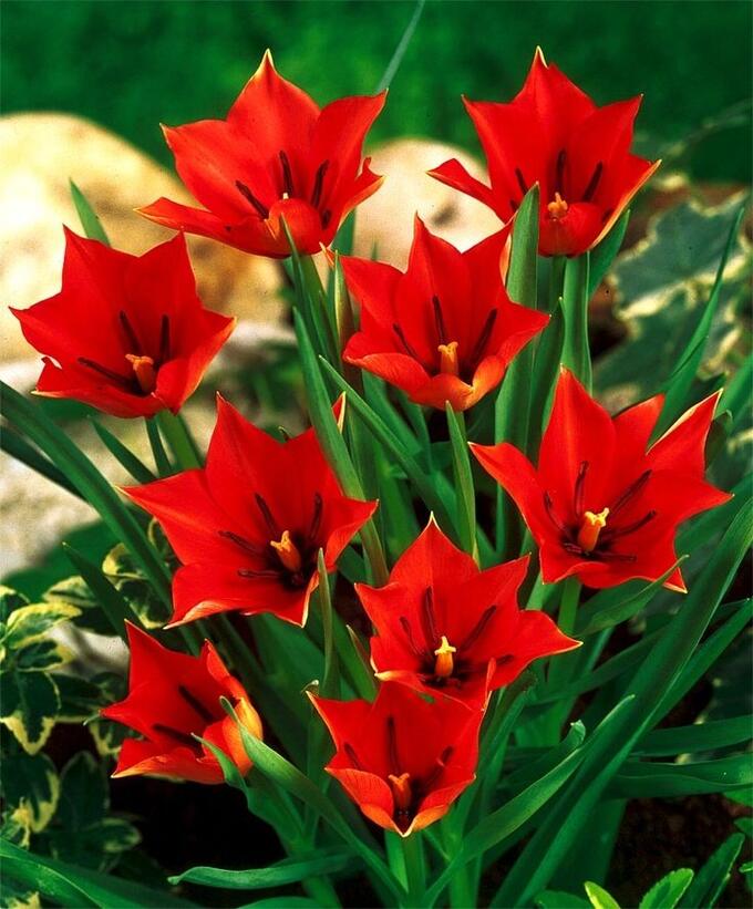 Тюльпан ботанический Red Hunter, Ред Хантер
