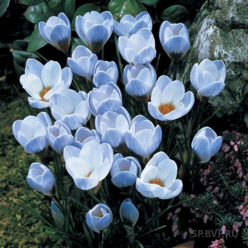 Крокус ботанический Blue Pearl, Блу Перл 