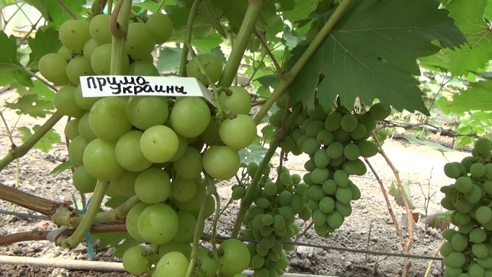 Виноград плодовый Прима Украины