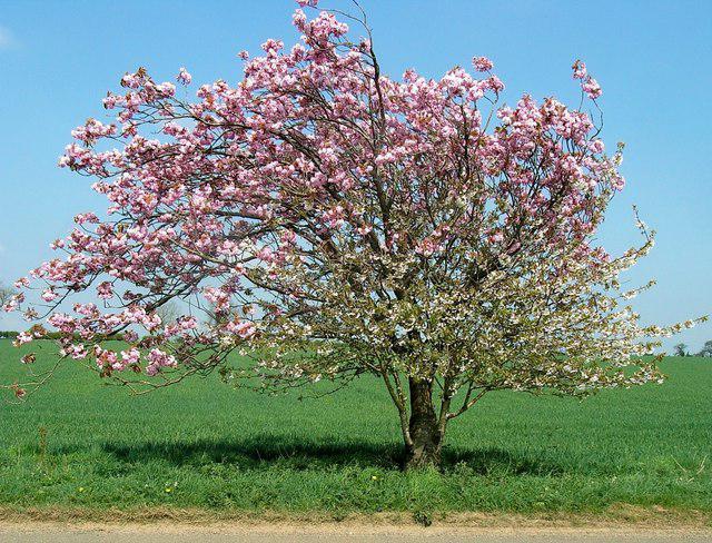 Яблоня домашняя "Мантет" в цвету