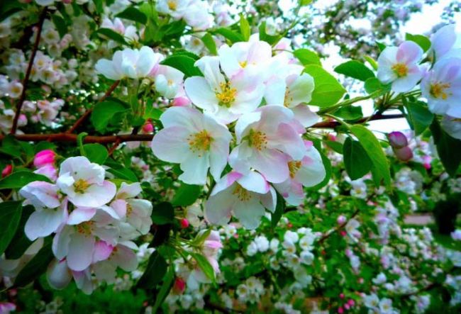 Яблоня домашняя "Боровинка" в цвету