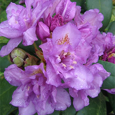 Рододендрон гибридный Fastuosum flore pleno, Фастуосум Флоре Плено