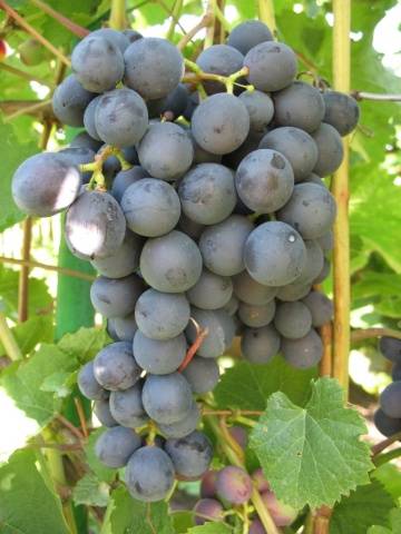 Виноград плодовый Амурский