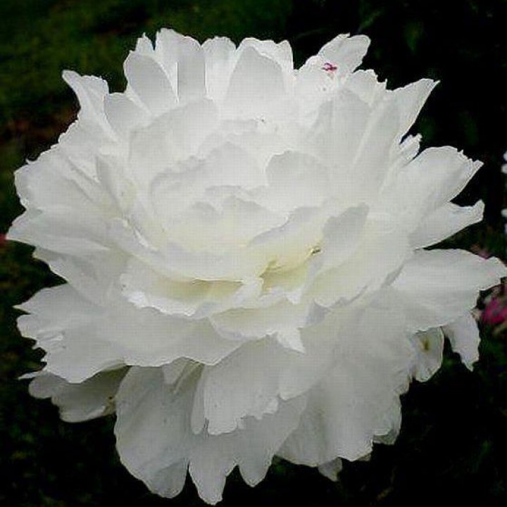 Пион молочноцветковый  Omeo Snow, Омео Сноу