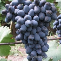 Виноград плодовый Чарли (черный)