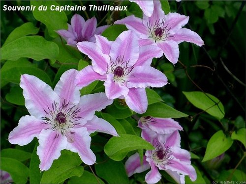 Клематис крупноцветковый Souvenir du Capitaine Thuilleaux, Сувенир ду Капитан Тюйо 