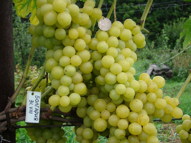 Виноград плодовый "Болгария"