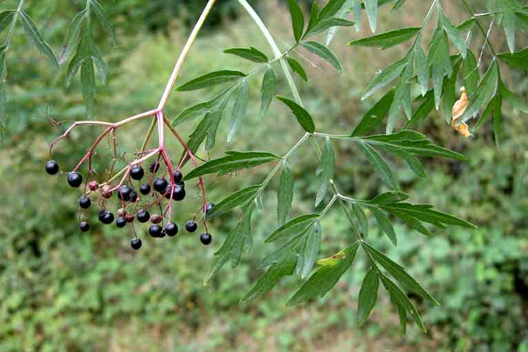 Бузина черная "Laciniata", Лациниата-плоды