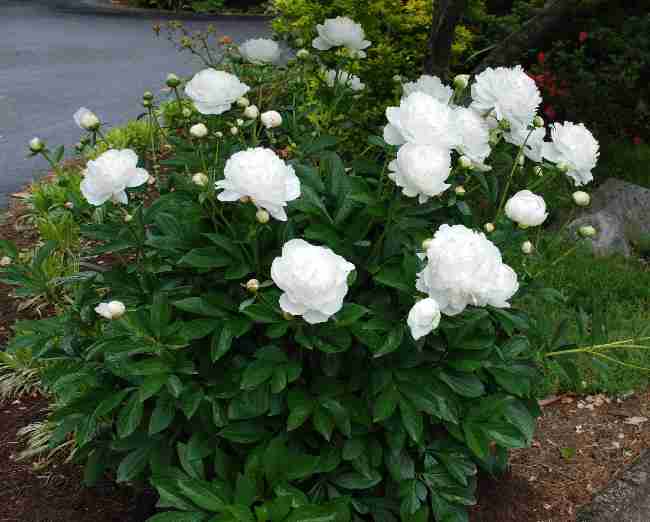 Пион молочноцветковый White Sarah Bernhardt, Уайт Сара Бернар