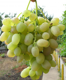 Виноград плодовый Краса Дона (желтый)