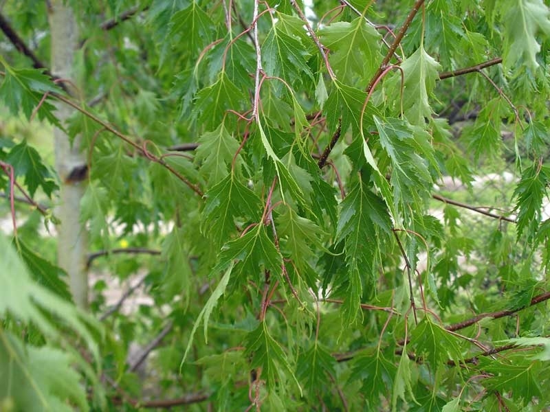Береза повислая "Laciniata", Лациниата-листва