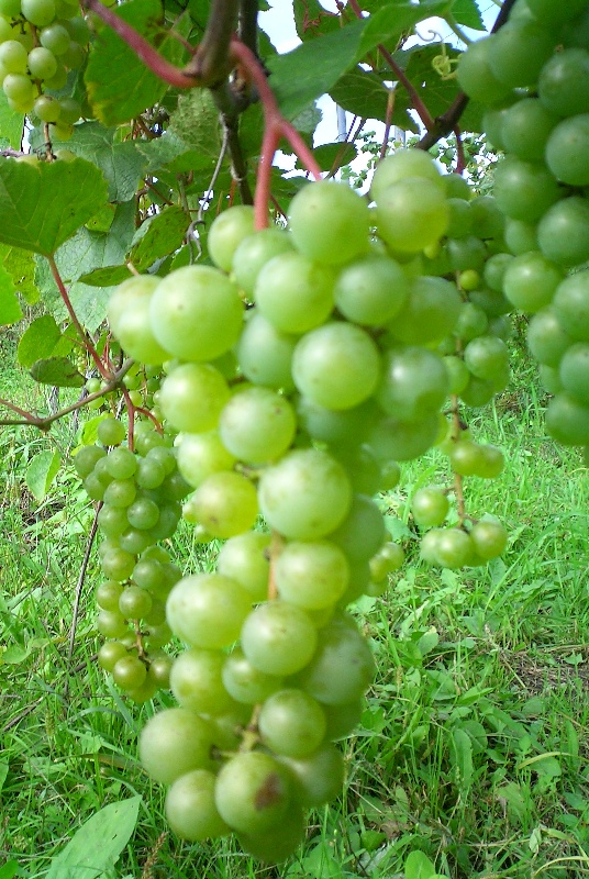 Виноград плодовый Таежный изумруд