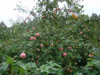 Яблоня Дочь Мелбы дерево с плодами