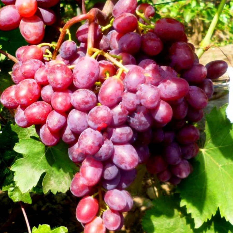Виноград плодовый Подарок Винокурову