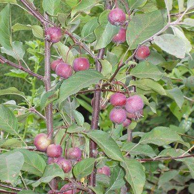 Яблоня декоративная "Малиновка"-плоды