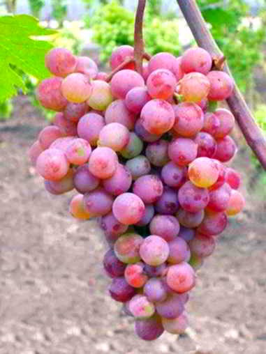 Виноград плодовый Новый русский