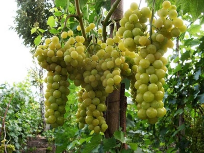 Виноград плодовый Солярис (белый)