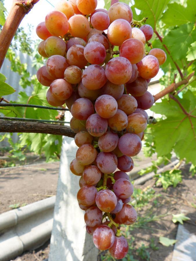 Виноград плодовый Блестящий