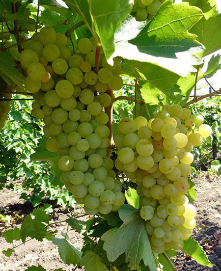 Виноград плодовый Лиепаяс Дзинтарс (желтый)