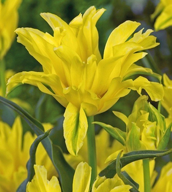 Тюльпан Лилиецветный Yellow Spider, Йеллоу Спайдер