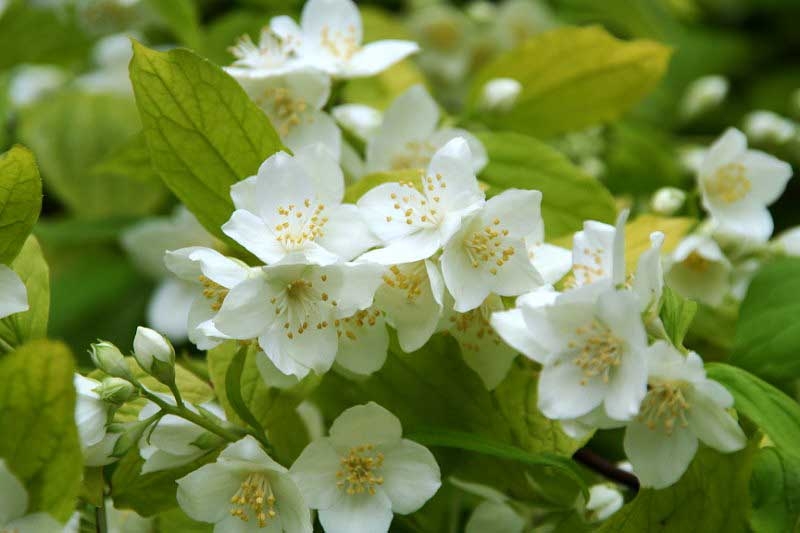 Чубушник венечный Aureus, Ауреус-цветки