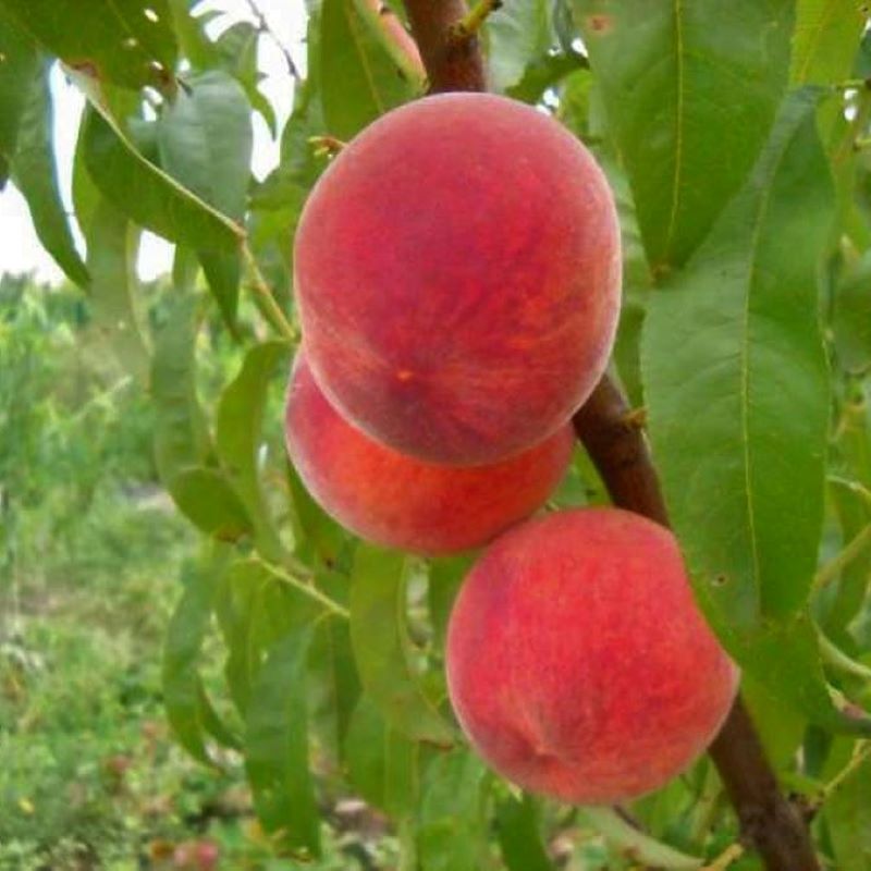 Персик обыкновенный сорт Коллинз