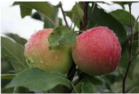 Яблоня домашняя "Мантет" плод