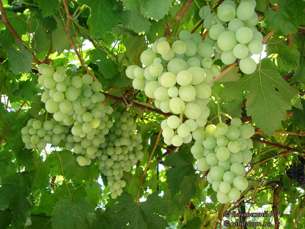 Виноград плодовый "Ладанок"