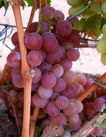 Виноград плодовый "Шуня"