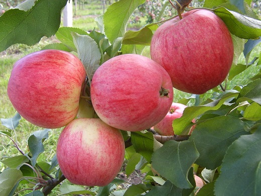 Яблоня домашняя "Анис полосатый"
