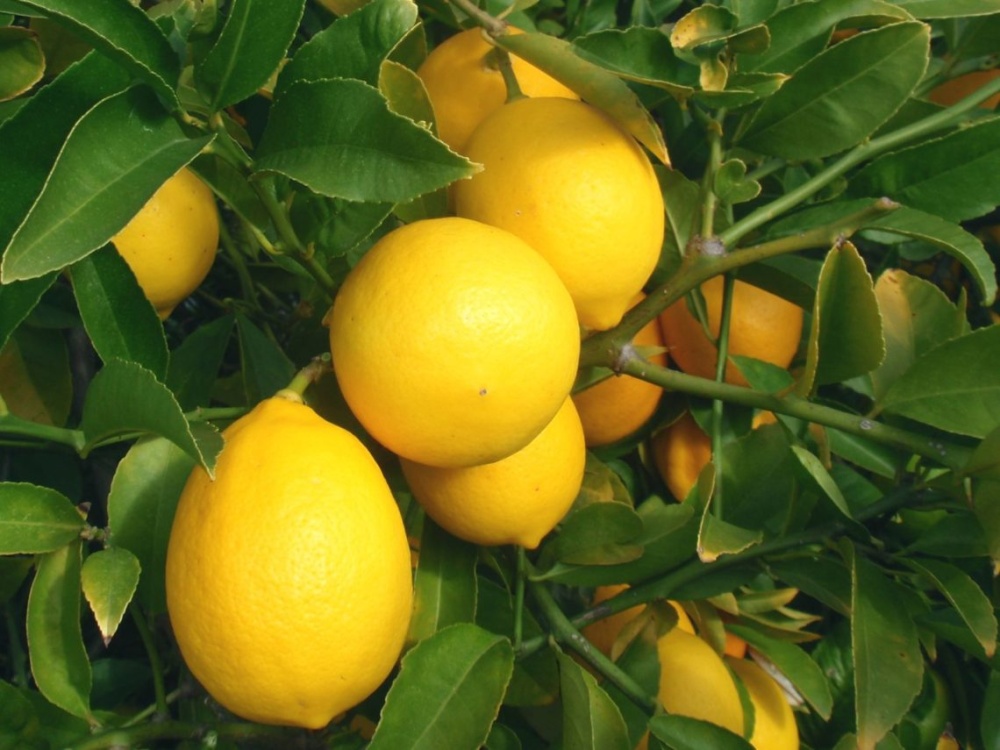 Цитрус Лимон Meyer Lemon,  Мейера