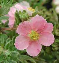 Лапчатка кустарниковая "Lovely Pink", Ловели Пинк-цветок