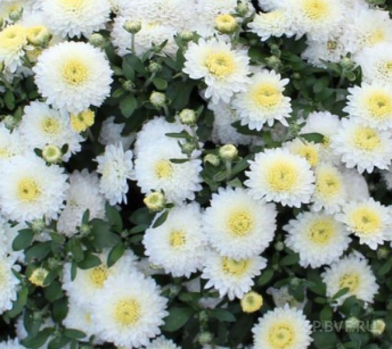 Хризантема многоцветковая Linda White, Линда Вайт
