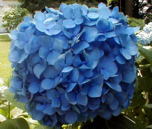 Гортензия крупнолистная "Nikko Blue", Никко Блю-соцветие