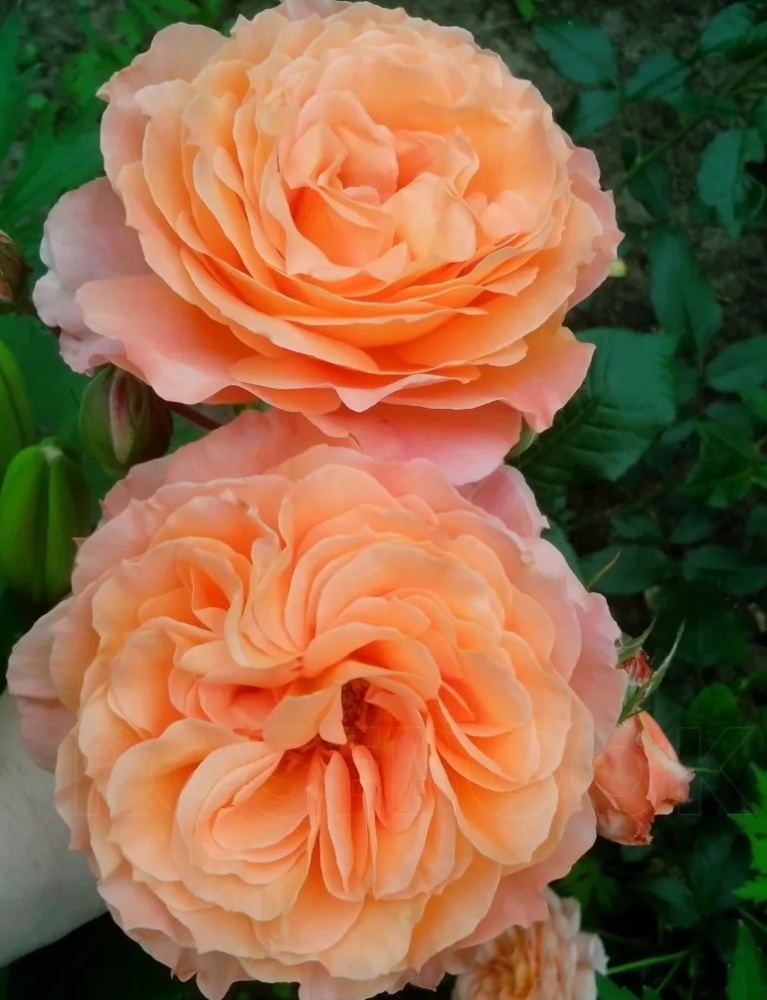 Роза нуазетовая Крепюскюль