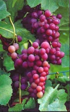 Виноград плодовый Einset Seedless, Эйнсет Сидлисс (розовый)