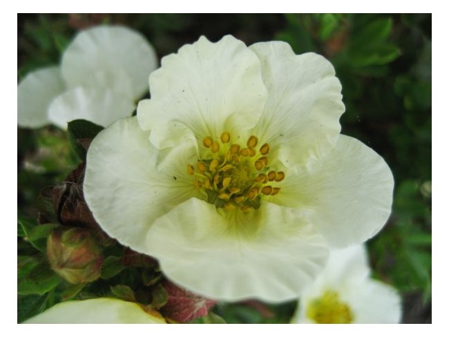 Лапчатка кустарниковая "Tilford Cream", Тилфорд Крим-цветок